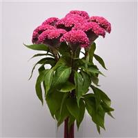 Neo™ Pink Celosia Container