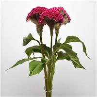 Neo™ Rose Celosia Cutflower