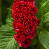 Neo™ Red Improved Celosia Bloom