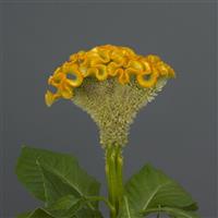 Neo™ Gold Improved Celosia Bloom