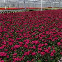 Jolt™ Cherry Interspecific Dianthus Greenhouse