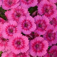 Jolt™ Pink Interspecific Dianthus Bloom