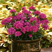 Jolt™ Pink Interspecific Dianthus Container