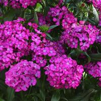 Jolt™ Purple Interspecific Dianthus Bloom