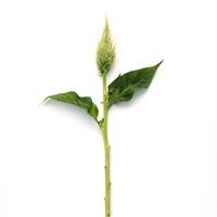 Sunday™ Green Celosia Single Stem, White Background