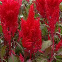 Sunday™ Red Celosia Bloom