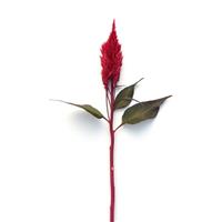 Sunday™ Red Celosia Single Stem, White Background