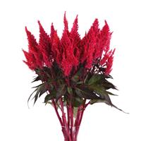 Sunday™ Red Celosia Mono Vase, White Background