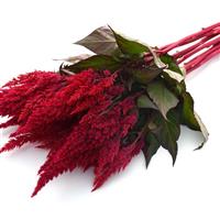 Sunday™ Red Celosia Grower Bunch