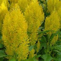 Sunday™ Yellow Celosia Bloom