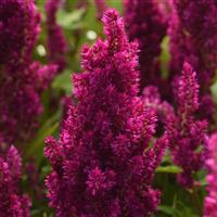 Sunday™ Purple Improved Celosia Bloom