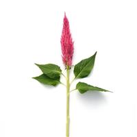 Sunday™ Bright Pink Celosia Single Stem, White Background