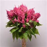 Sunday™ Bright Pink Celosia Mono Vase, White Background