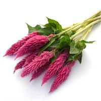 Sunday™ Bright Pink Celosia Grower Bunch