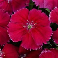 Coronet™ Cherry Red Dianthus Bloom