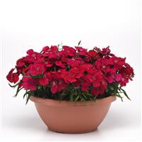 Coronet™ Cherry Red Dianthus Container
