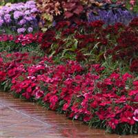 Coronet™ Cherry Red Dianthus Landscape