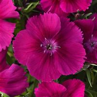 Coronet™ Purple Dianthus Bloom
