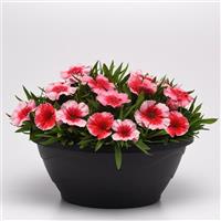 Coronet™ Strawberry Dianthus Container