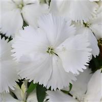 Coronet™ White Dianthus Bloom