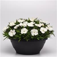 Coronet™ White Dianthus Container