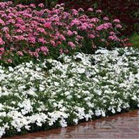 Coronet™ White Dianthus Landscape