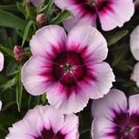 Coronet™ White Purple Eye Dianthus Bloom