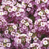 Clear Crystal® Lavender Shades Alyssum Bloom