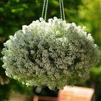 Clear Crystal® White Alyssum Basket