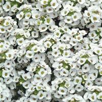 Clear Crystal® White Alyssum Bloom