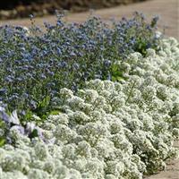 Clear Crystal® White Alyssum Commercial Landscape 1