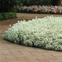 Clear Crystal® White Alyssum Commercial Landscape 2