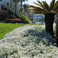 Clear Crystal® White Alyssum Commercial Landscape 3