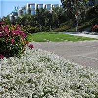 Clear Crystal® White Alyssum Commercial Landscape 4