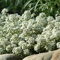 Clear Crystal® White Alyssum Garden