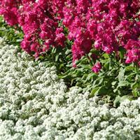 Clear Crystal® White Alyssum Landscape