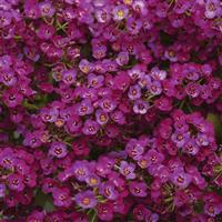Clear Crystal® Purple Shades Alyssum Bloom