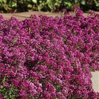 Clear Crystal® Purple Shades Alyssum Landscape