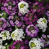 Clear Crystal® Mixture Alyssum Bloom