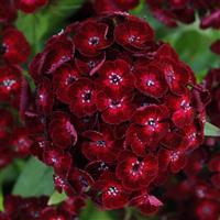 Dash™ Crimson Dianthus Bloom