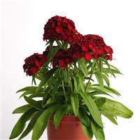 Dash™ Crimson Dianthus Container