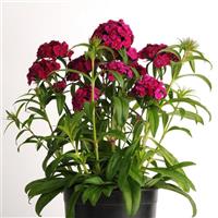 Dash™ Violet Dianthus Container
