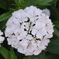 Dash™ White Dianthus Bloom