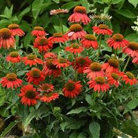 Echinacea Artisan™ Collection Red Ombre Commercial Landscape 1