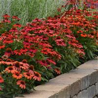Echinacea Artisan™ Collection Red Ombre Commercial Landscape 2