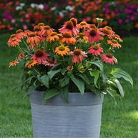Echinacea Artisan™ Collection Red Ombre Container