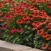 Echinacea Artisan™ Collection Red Ombre Landscape