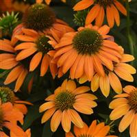 Echinacea Artisan™ Collection Soft Orange Bloom
