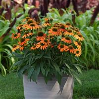 Echinacea Artisan™ Collection Soft Orange Container