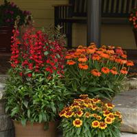 Echinacea Artisan™ Collection Soft Orange Garden